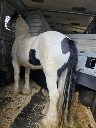 HorseID: 2266087 FNL Queen Bee - PhotoID: 1091137