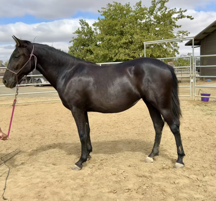 HorseID: 2268200 Grace - PhotoID: 1084910