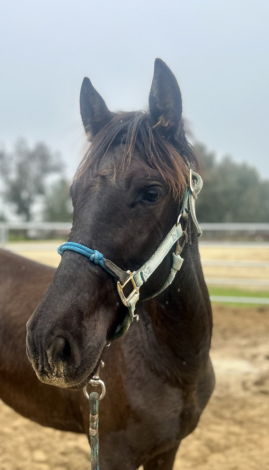 HorseID: 2268200 Grace - PhotoID: 1084912