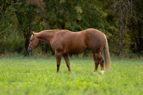 HorseID: 2275753 GYPSY WITHA TWIST - PhotoID: 1048796