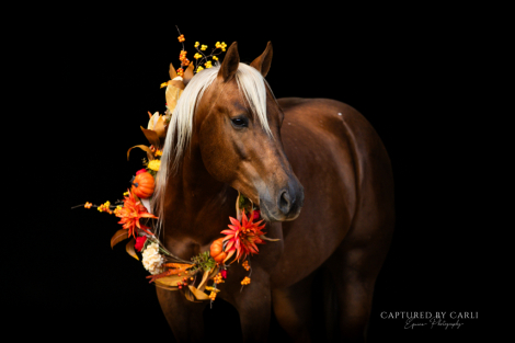 HorseID: 2275753 GYPSY WITHA TWIST - PhotoID: 1048797