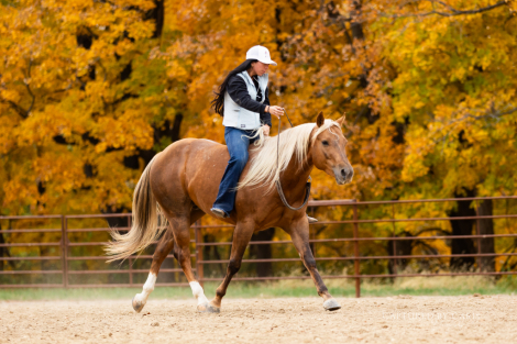 HorseID: 2275753 GYPSY WITHA TWIST - PhotoID: 1048798