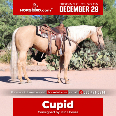 HorseID: 2275753 Whizkeymakesmelena - PhotoID: 1048795