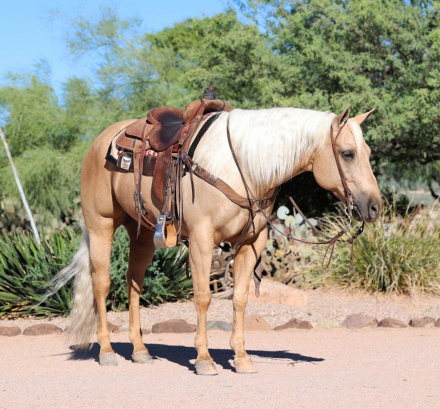 HorseID: 2275753 Whizkeymakesmelena - PhotoID: 1048796