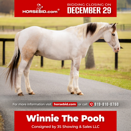 HorseID: 2275754 Winnie the Pooh - PhotoID: 1048799