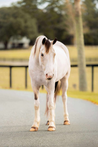 HorseID: 2275754 Winnie the Pooh - PhotoID: 1048800