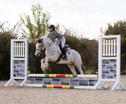 HorseID: 2275754 Winnie the Pooh - PhotoID: 1048801