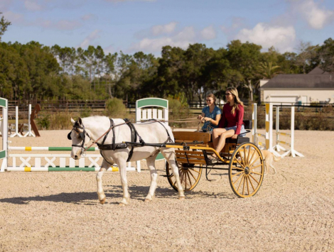 HorseID: 2275754 Winnie the Pooh - PhotoID: 1067946