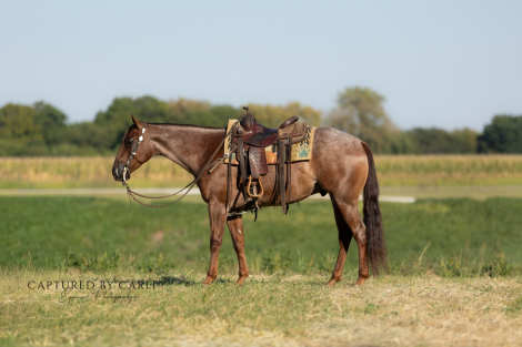 HorseID: 2275761 DIAMOND J BIG FIX - PhotoID: 1048791