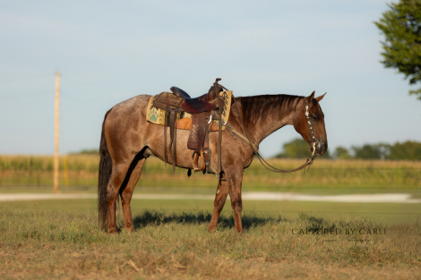 HorseID: 2275761 DIAMOND J BIG FIX - PhotoID: 1048792