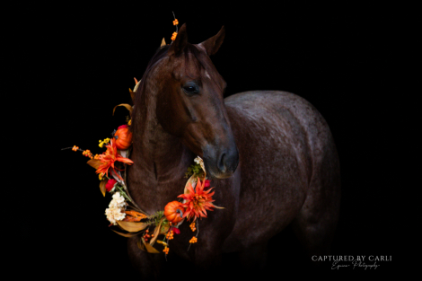 HorseID: 2275761 DIAMOND J BIG FIX - PhotoID: 1070286