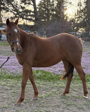 HorseID: 2275864 TBD - Cowboy's Liberty Belle - PhotoID: 1090223