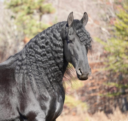 HorseID: 2277673 Fred P - PhotoID: 1090903