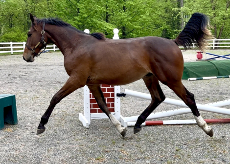 HorseID: 2277942 Southern Ambiance - PhotoID: 1090876