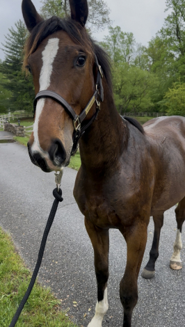 HorseID: 2277942 Southern Ambiance - PhotoID: 1090877