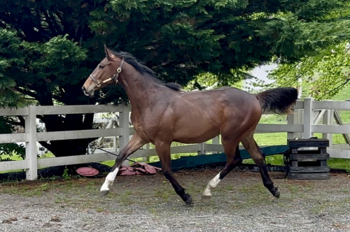 HorseID: 2277942 Southern Ambiance - PhotoID: 1090878