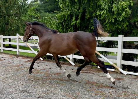 HorseID: 2277942 Southern Ambiance - PhotoID: 1090879