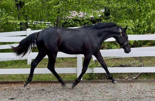 HorseID: 2277943 Southern Ritz - PhotoID: 1090880