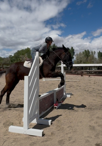 HorseID: 2279406 Chicory - PhotoID: 1090853