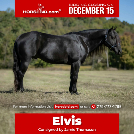 HorseID: 2280895 IMA DRIFTWOOD 1602 - PhotoID: 1055700