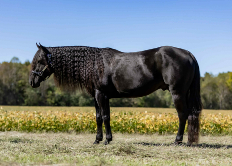 HorseID: 2280895 IMA DRIFTWOOD 1602 - PhotoID: 1055701