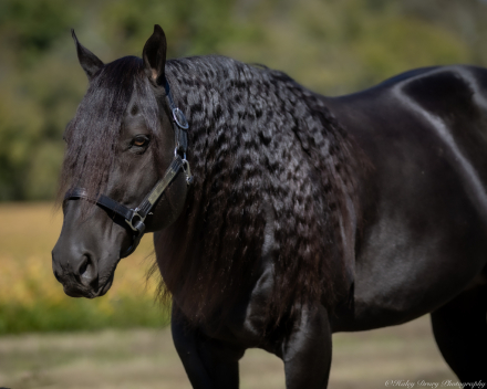 HorseID: 2280895 IMA DRIFTWOOD 1602 - PhotoID: 1062980