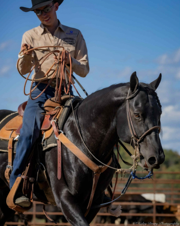 HorseID: 2280895 IMA DRIFTWOOD 1602 - PhotoID: 1062981