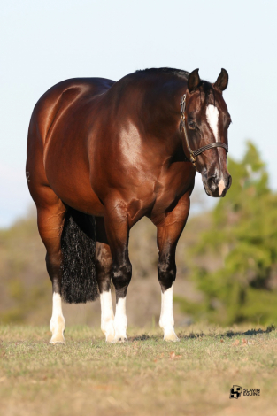 HorseID: 2280897 GT OH - PhotoID: 1089901