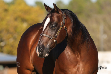 HorseID: 2280897 GT OH - PhotoID: 1089902