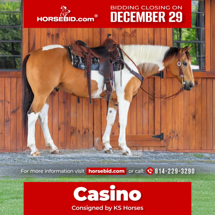 HorseID: 2280899 Casinos Treasure - PhotoID: 1055720