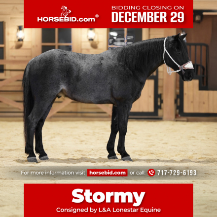 HorseID: 2280901 Stormy - PhotoID: 1055704
