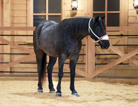 HorseID: 2280901 Stormy - PhotoID: 1055705