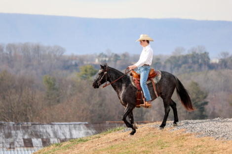 HorseID: 2280901 Stormy - PhotoID: 1055706