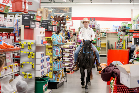 HorseID: 2280901 Stormy - PhotoID: 1055707