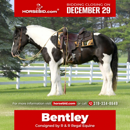 HorseID: 2280903 Bentley - PhotoID: 1055696