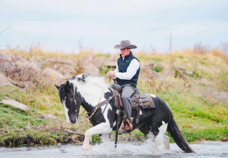 HorseID: 2280903 Bentley - PhotoID: 1055697