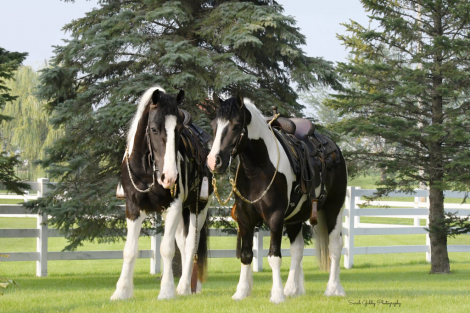 HorseID: 2280903 Bentley - PhotoID: 1055699