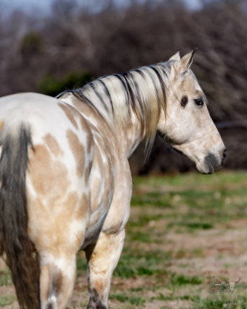 HorseID: 2280904 Jigsaw - PhotoID: 1055717