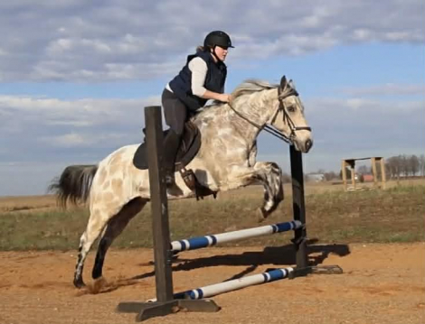 HorseID: 2280904 Jigsaw - PhotoID: 1055718