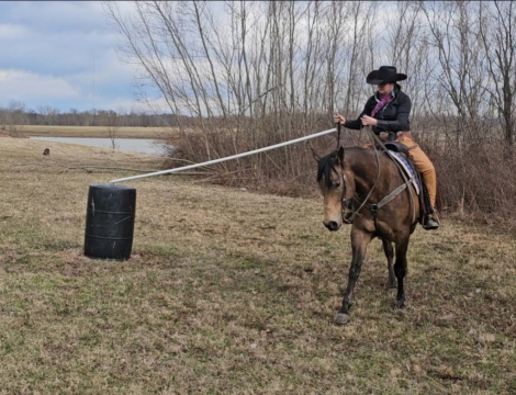 HorseID: 2280905 Paddy's Gin Sahara jw - PhotoID: 1055695