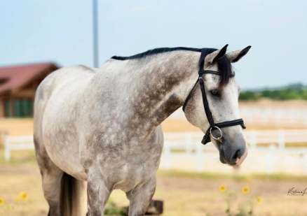 HorseID: 2281310 Lincoln Lawyer - PhotoID: 1091190