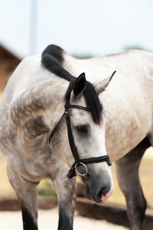 HorseID: 2281310 Lincoln Lawyer - PhotoID: 1091191