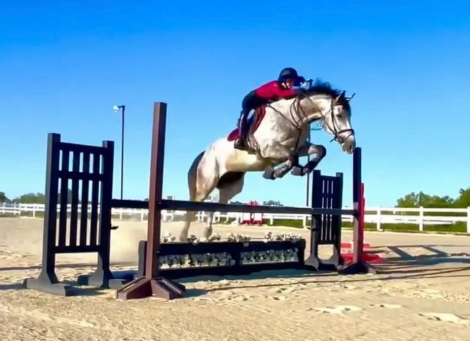 HorseID: 2281310 Lincoln Lawyer - PhotoID: 1091192