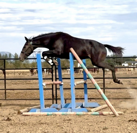 HorseID: 2282988 Bergini - PhotoID: 1090144