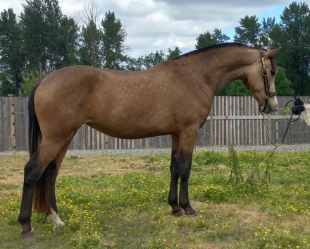 HorseID: 2283641 2021 Buckskin  Lusitano X Drum Mare - PhotoID: 1091301