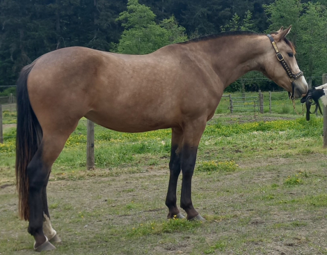 HorseID: 2283641 2021 Buckskin  Lusitano X Drum Mare - PhotoID: 1091302