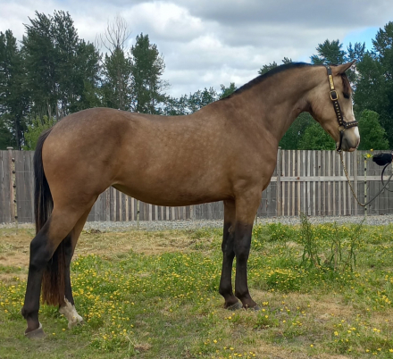 HorseID: 2283641 2021 Buckskin  Lusitano X Drum Mare - PhotoID: 1091304