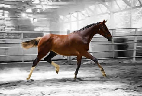 HorseID: 2283930 UNFORGETTABLE GWF - PhotoID: 1090668