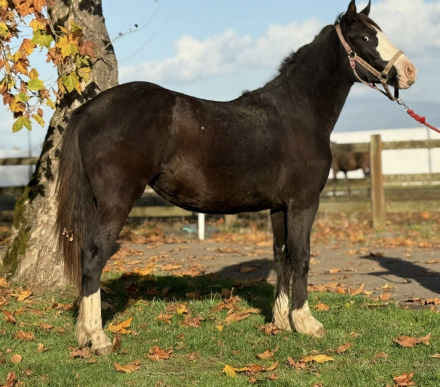 HorseID: 2284765 The Generals Black Pearl - PhotoID: 1078036