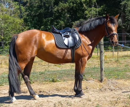 HorseID: 2285364 2020 Bay Lusitano X AWSSR Mare - PhotoID: 1091296